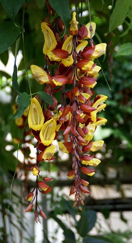 Thunbergia Mysorensis (Mysore Clock Vine)