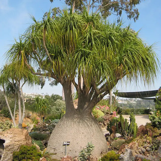 Beaucarnea Recurvata (Nolina, Ponytail Palm)