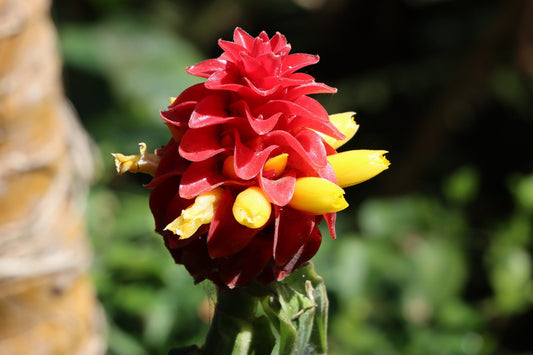 Costus Woodsonii (Red Button Ginger)