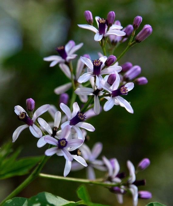 Melia Azedarach (Chinaberry Tree)