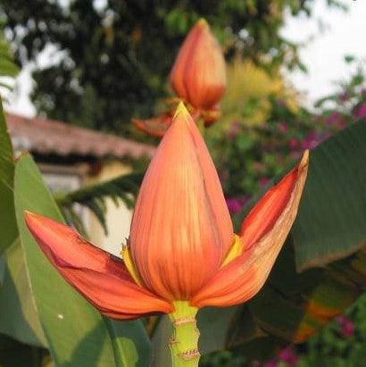 Mussa Ornamental Red (Red Ornamental Banana)