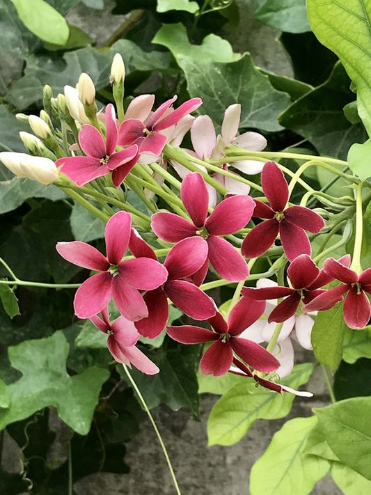 Quisqualis Indica (Rangoon Creeper)