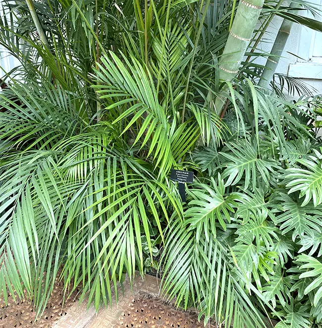 Areca Catechu (Supari Palm, Betel Nut Palm)