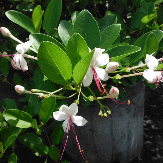 Clerodendrum Inerme (Glory Bower)