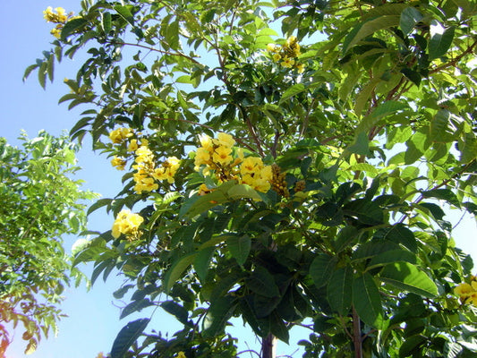 Marikhamia Playcaly (Indian Tulip Tree)