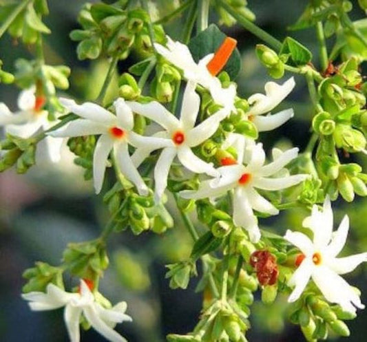 Nyctanthes Arbor-Tristis (Parijat, Night-Flowering Jasmine)