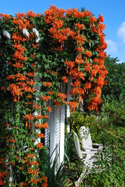 Pyrostegia Venusta (Flame Vine)