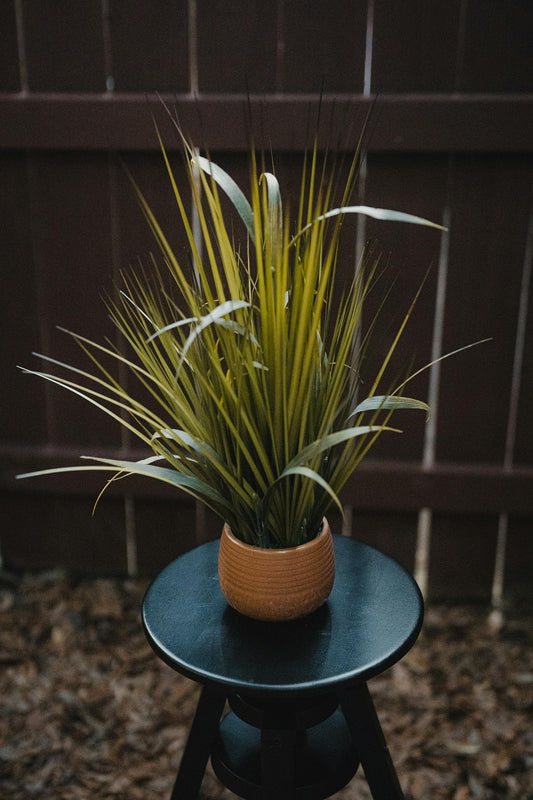 Dracaena Marginata