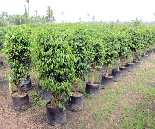 Ficus Black