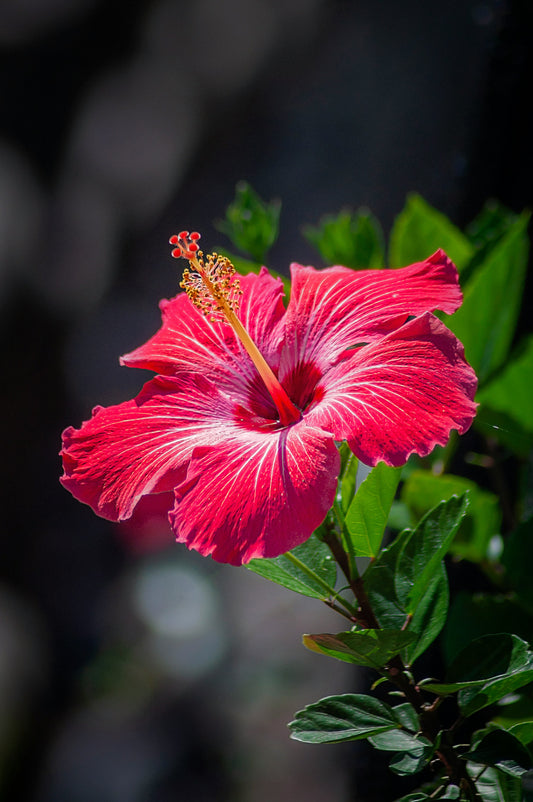 Hibiscus (Rose Mallow)