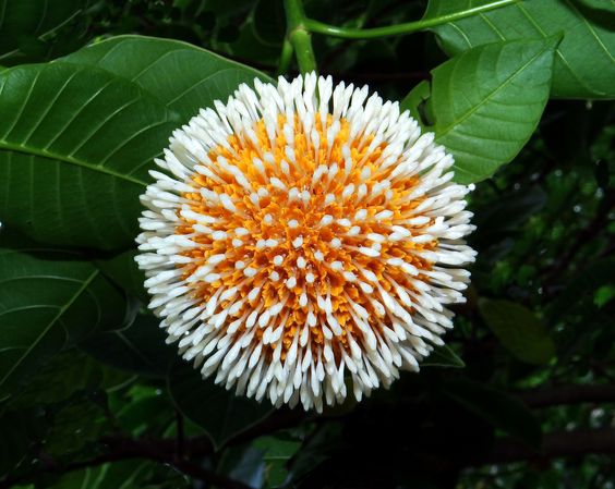 Kadamba (Neolamarckia Cadamba, Burflower Tree)