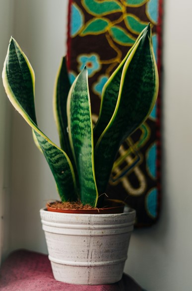 Sansevieria (Snake Plant, Mother-in-Law's Tongue)