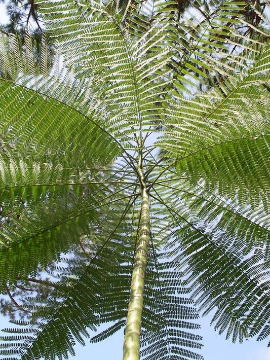 Schizolobium Parahyba (Tower Tree)