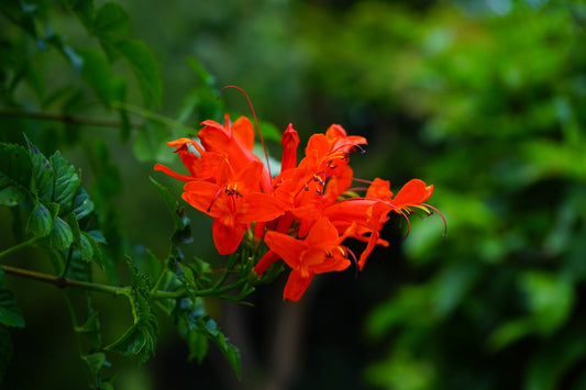 Tecoma Capensis Orange (Cape Honeysuckle, Orange Trumpetbush)