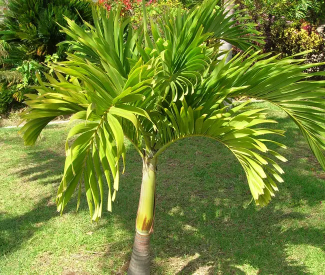 Veitchia Merrillii Green (Christmas Palm, Manila Palm)