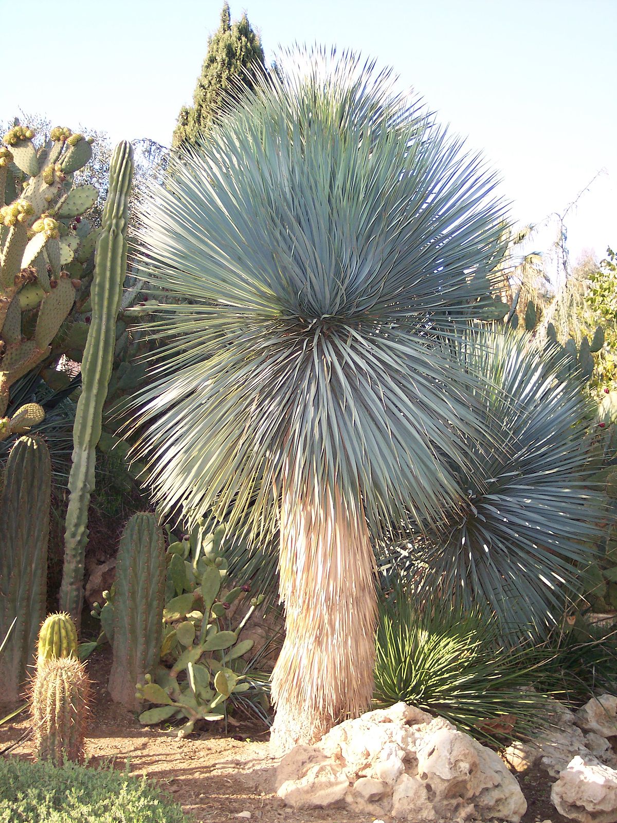 Yucca Rostrata (Beaked Yucca)