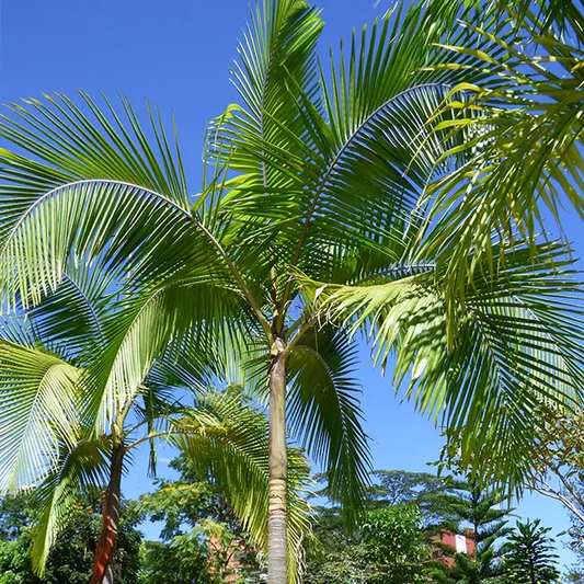 Areca Catechu Dwarf (Dwarf Betel Nut Palm)