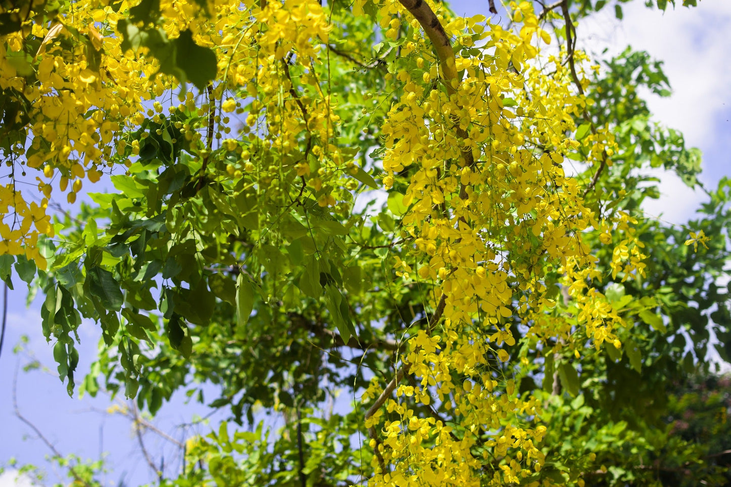 Cassia Biflora (Twin-flowered Cassia)