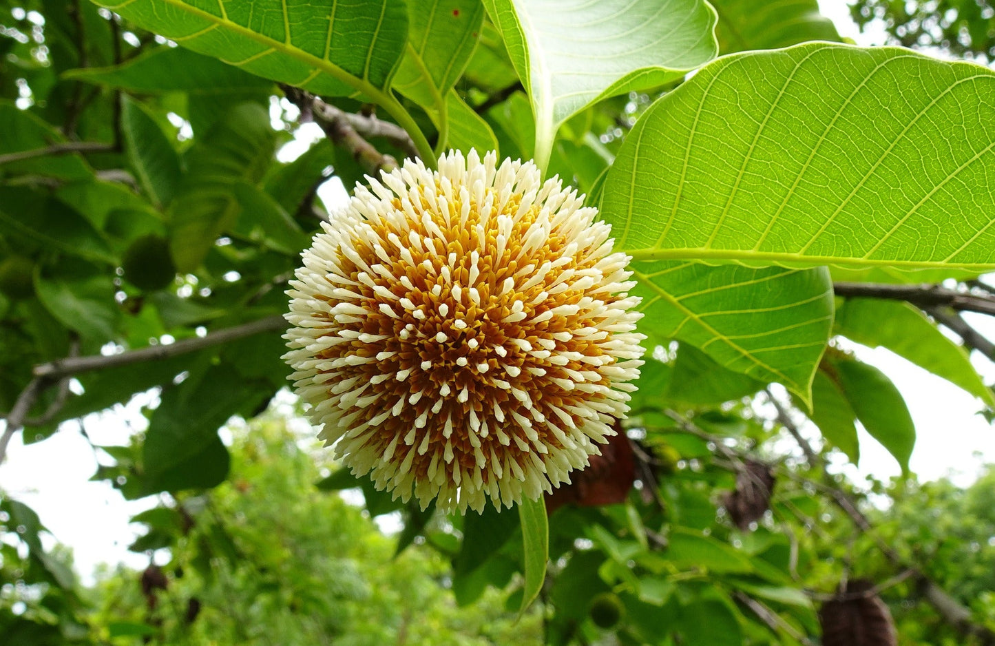 Neolamarckia Cadamba (Kadamba)