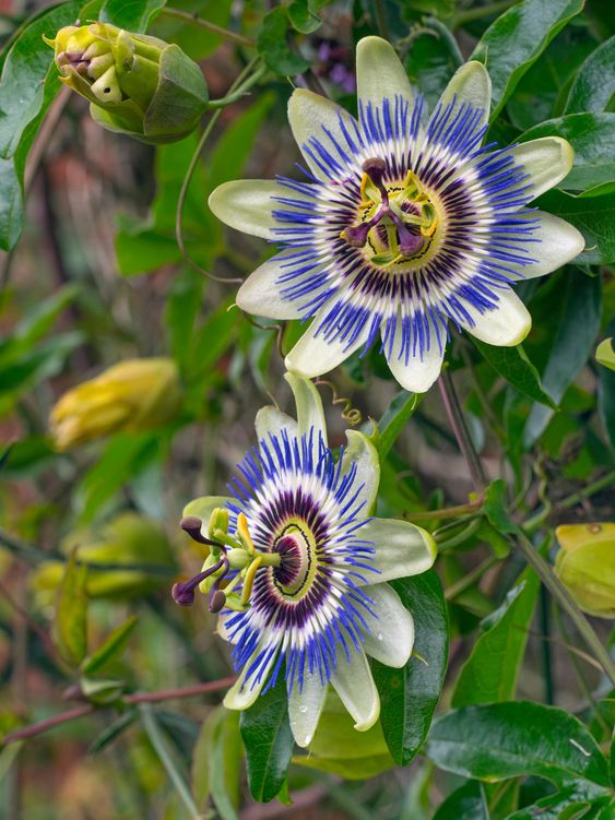 Passion Flower (Passiflora)