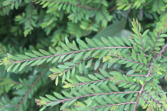 Phyllanthus Myrtifolius (Thymeleaf Phyllanthus)