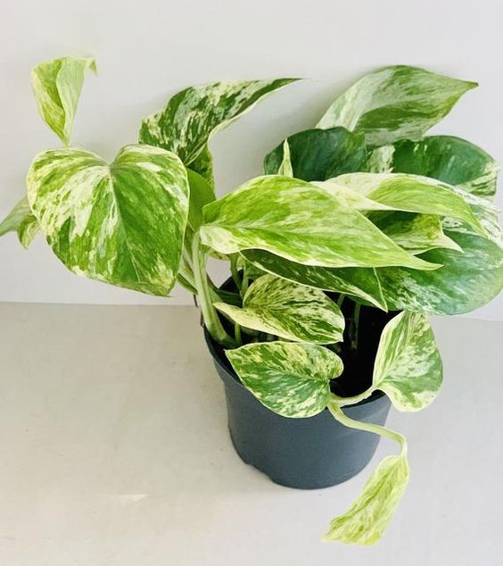 SCINDAPSUS AUREUS MARBLE QUEEN