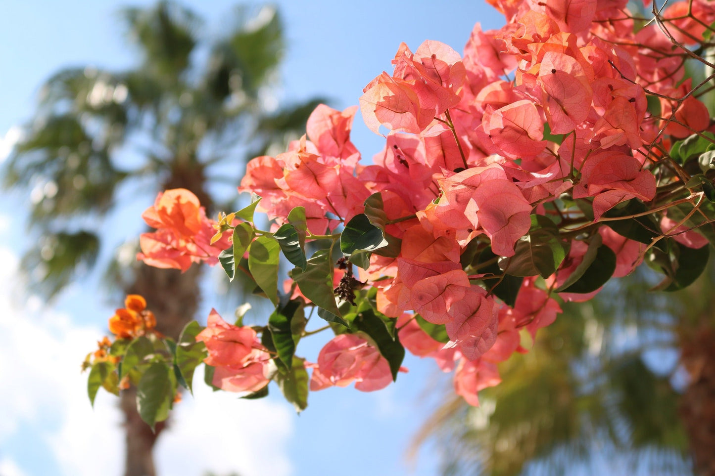 Bougainvillea (Paper Flower)