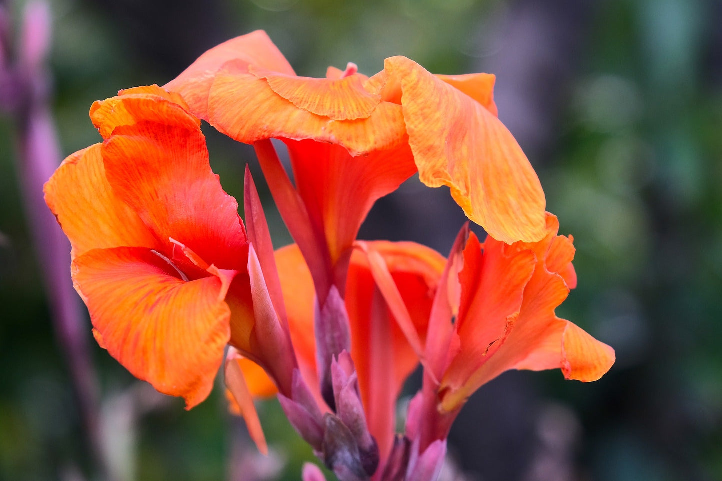 Canna Species (Canna Lily)