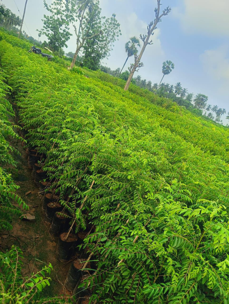 Murraya Koenigii (Curry Leaf)