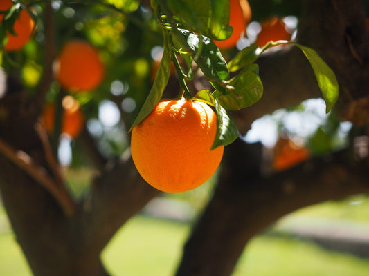 Orange Hybrid