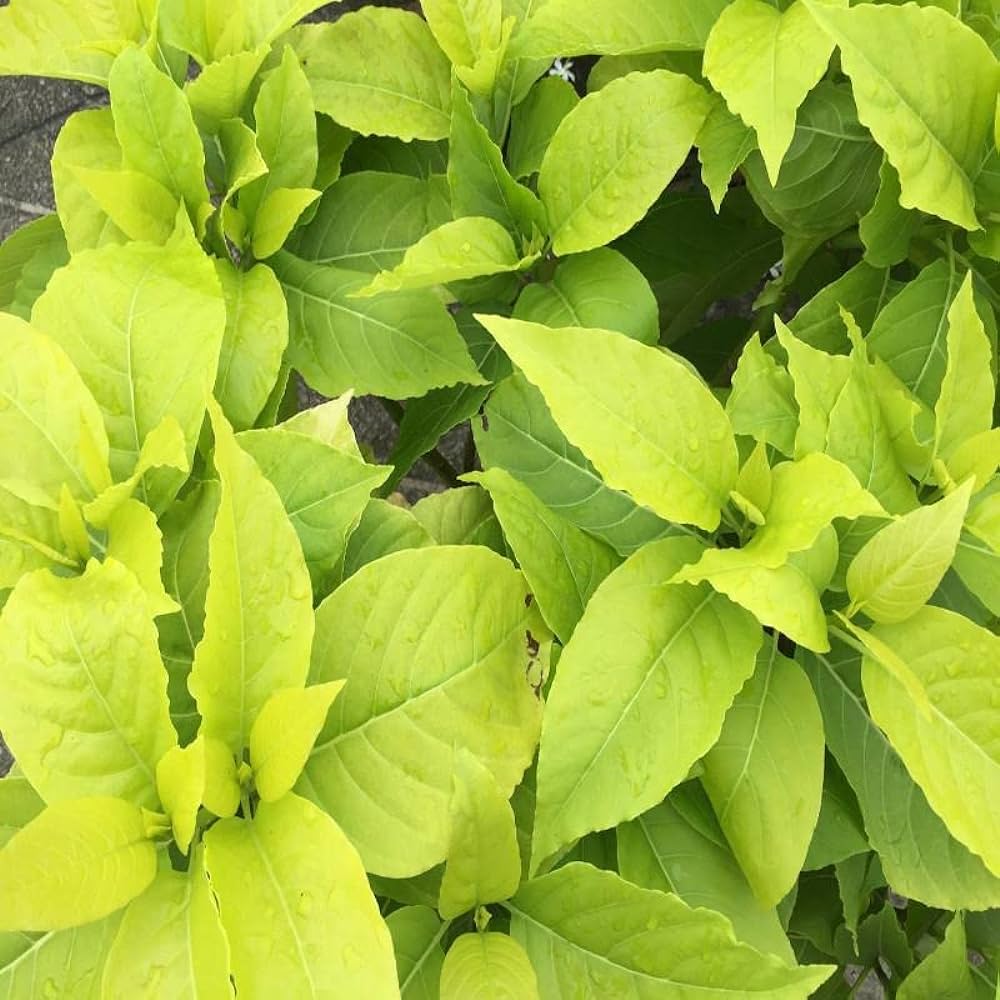 Pisonia Alba (Lettuce Tree)