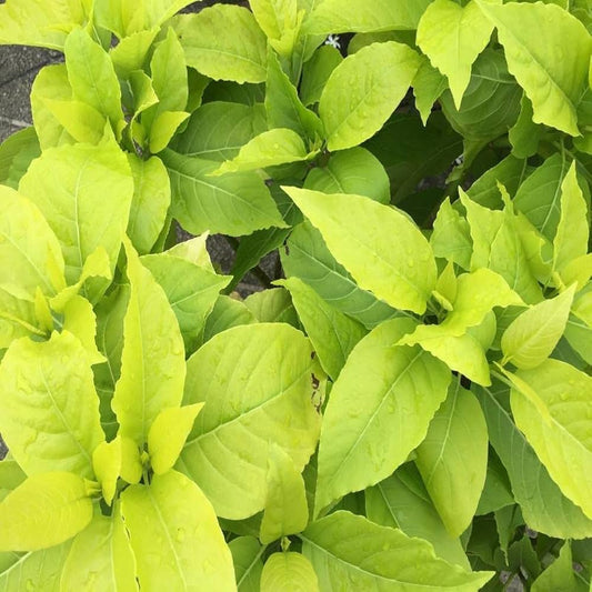 Pisonia Alba (Lettuce Tree)