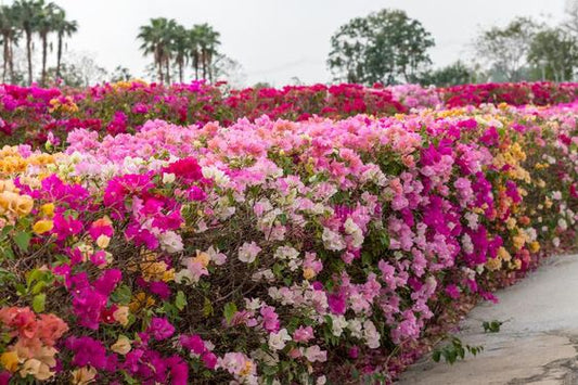 Bonginevilla Multi (Bougainvillea)