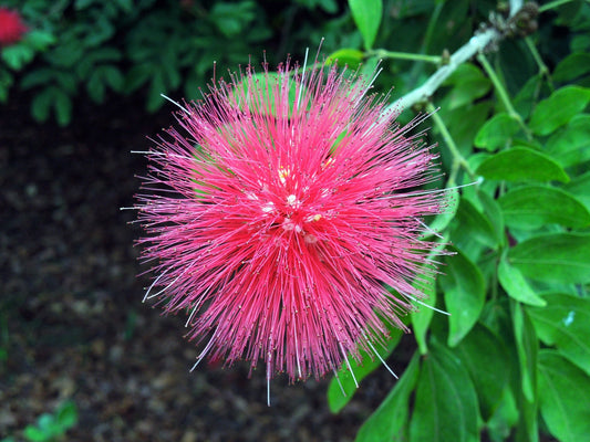 Calliandra Haematocephala (Red Powder Puff)