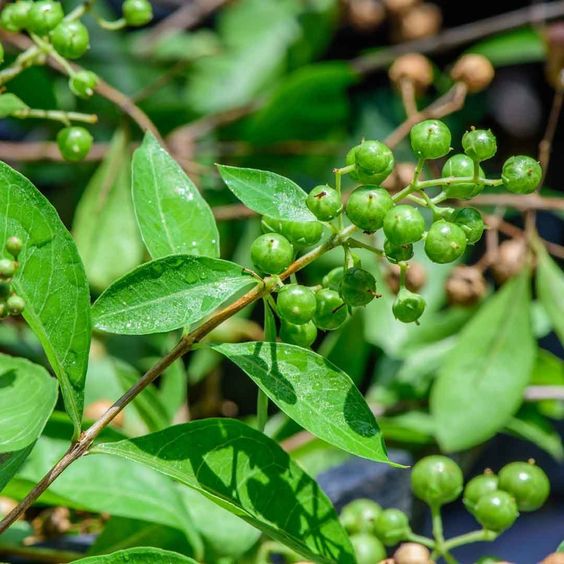 Lawsonia Inermis (Henna)