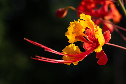 Caesalpinia Pulcherrima (Pride of Barbados, Peacock Flower)