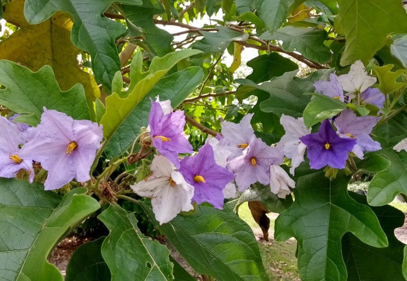 Solanum Macranthum (Giant Potato Tree)