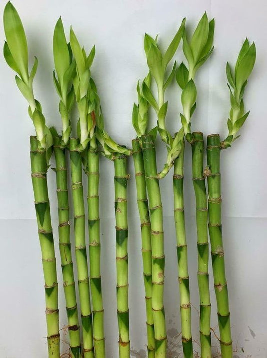 Lucky Bamboo