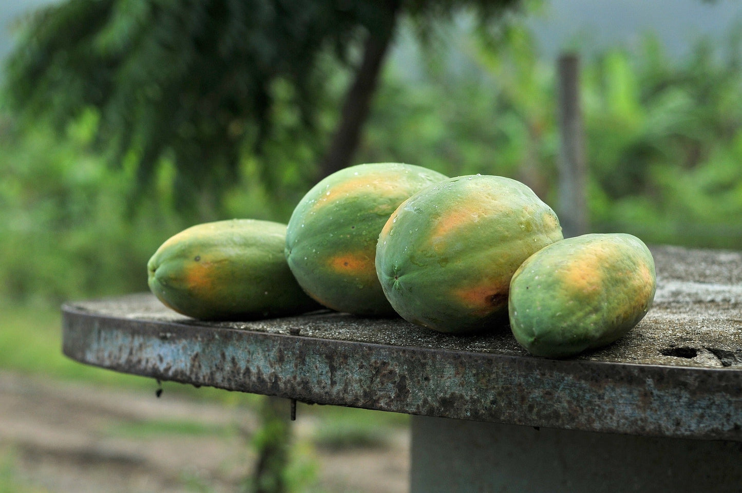 Papaya Taiwan