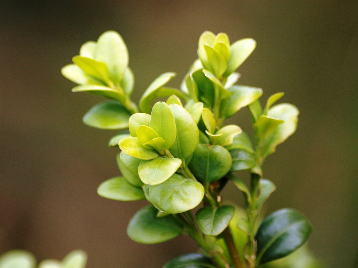 Buxus (Boxwood)