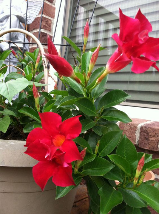 Donginevilla Red (Bougainvillea)