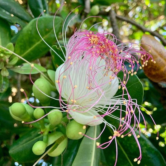 Baringatnia Asiatica (Barringtonia)