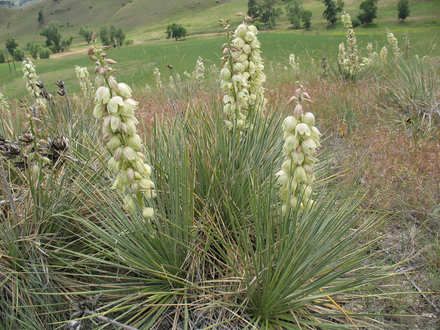 Yucca Glauca Light (Soapweed Yucca, Plains Yucca)