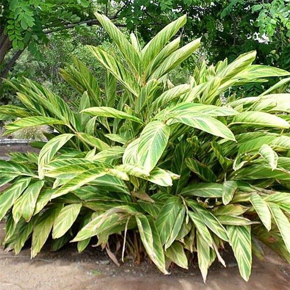 Alpinia Zerumbet Variegata (Variegated Shell Ginger)