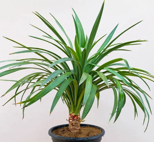 Yucca Glauca Dark (Soapweed Yucca, Plains Yucca)