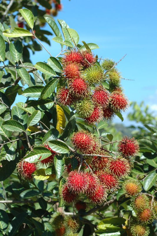 Rambutan Grafted