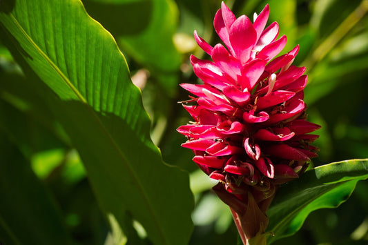 Alpinia Purpurata (Red Ginger)