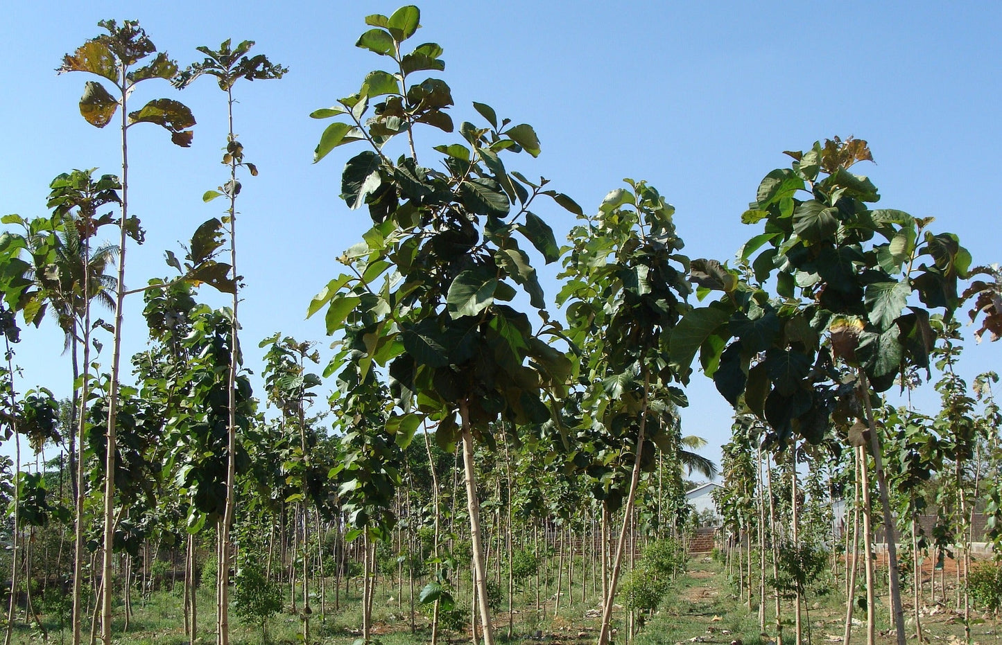 Tectona Grandis (Teak)