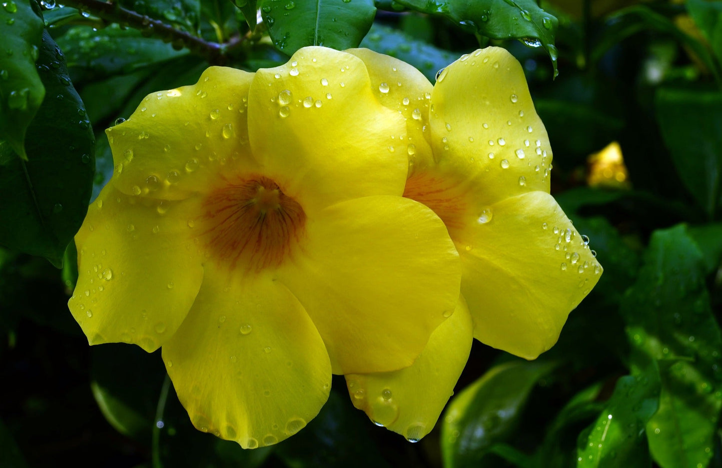 Allamanda Cathartica (Mini) (Dwarf Allamanda)