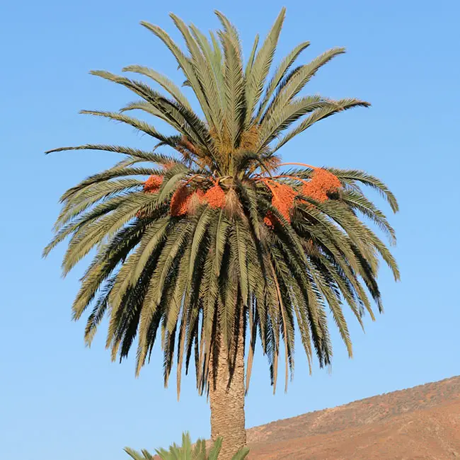 Phoenix Palm (Date Palm)
